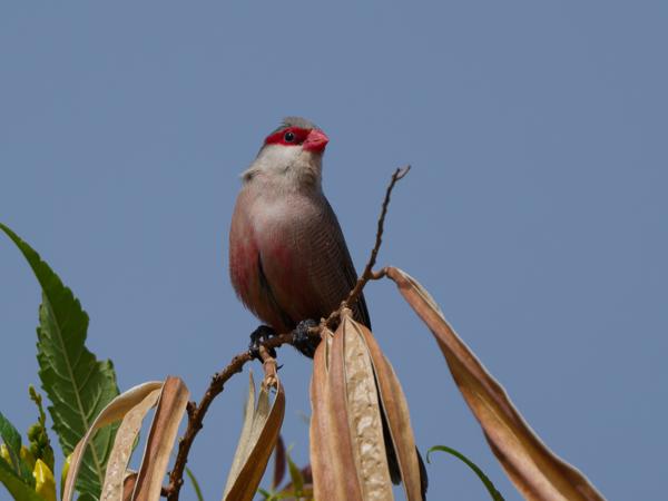 <h3><a href="/trips/grancanaria-2023/biota/animalia/chordata/aves/040 passeriformes/115 estrildidae/estrilda astrild/estrilda astrild-nl.html">Estrilda&nbsp;astrild</a> / Common&nbsp;waxbill / Sint‑helenafazantje</h3>NIKON D500 met AF-S Nikkor 500mm f/5.6E PF ED VR, 1/3200 sec  bij F5.6, ISO 250, afstand 10.0&nbsp;m